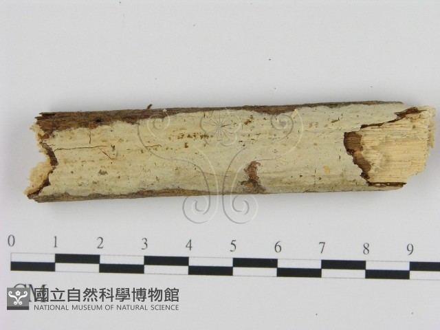 登錄號:F0000079藏品圖，第1張