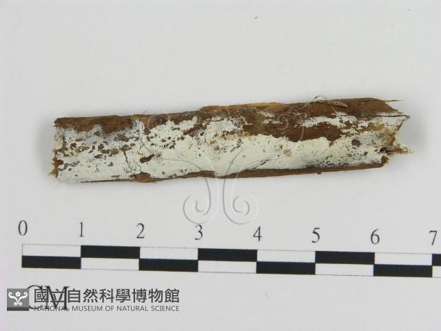 登錄號:F0010079藏品圖，第1張