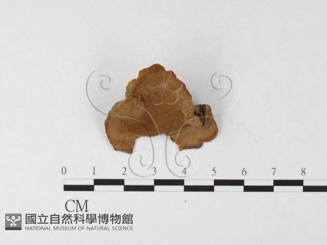 登錄號:F0026079藏品圖，第1張