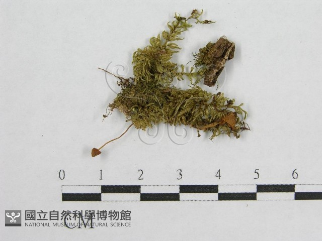 登錄號:F0016079藏品圖，第1張