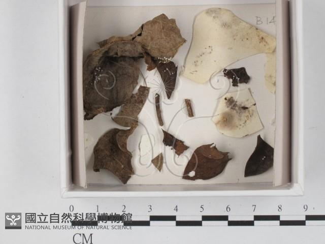 登錄號:F0021079藏品圖，第1張