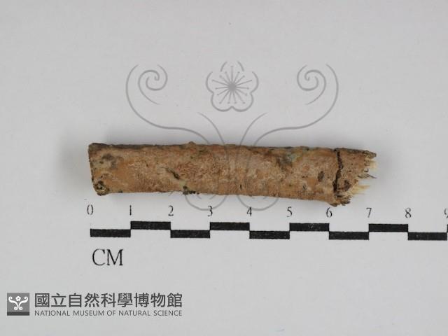 絲齒菌屬藏品圖，第1張