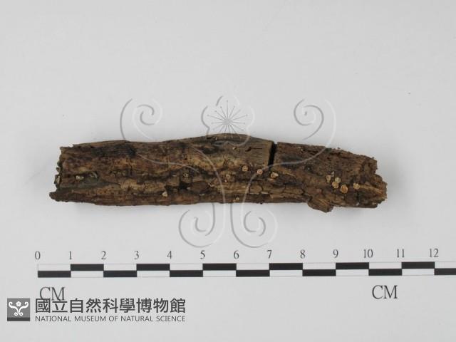 登錄號:F0004079藏品圖，第1張