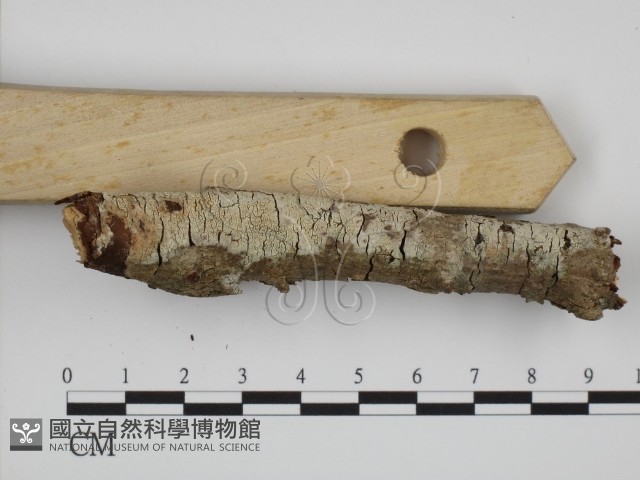 登錄號:F0022079藏品圖，第1張