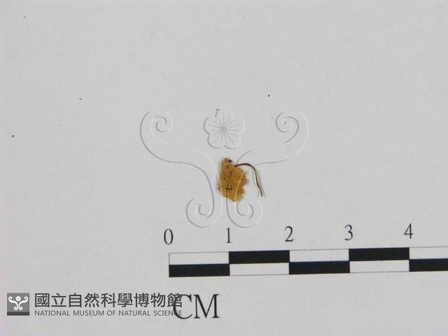 小皮傘屬藏品圖，第1張