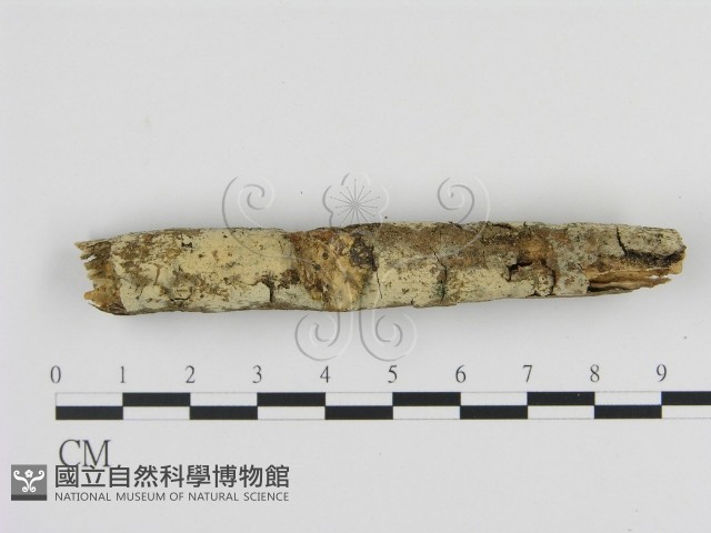 登錄號:F0012079藏品圖，第1張