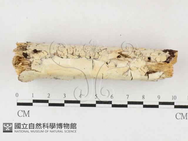 射脈菌屬藏品圖，第1張