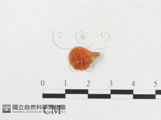 登錄號:F0007079藏品圖，第1張