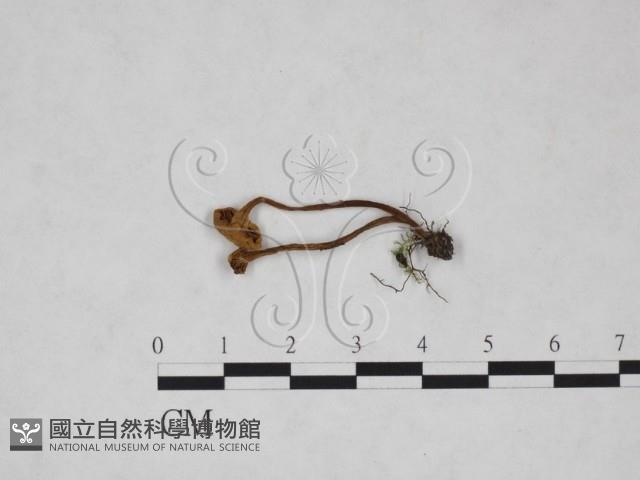 濕傘屬藏品圖，第1張