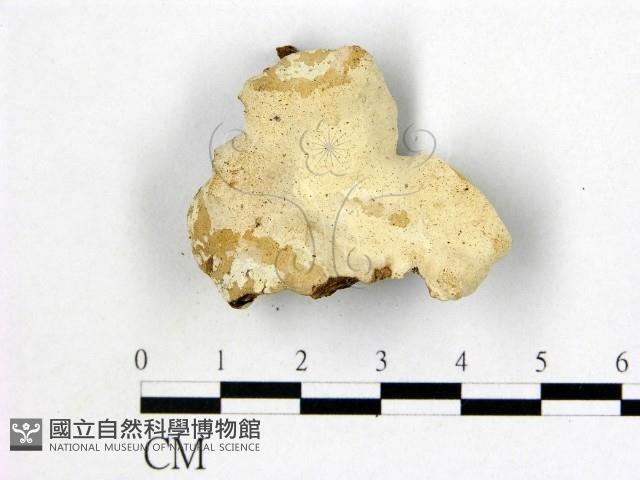 盤革菌屬藏品圖，第1張