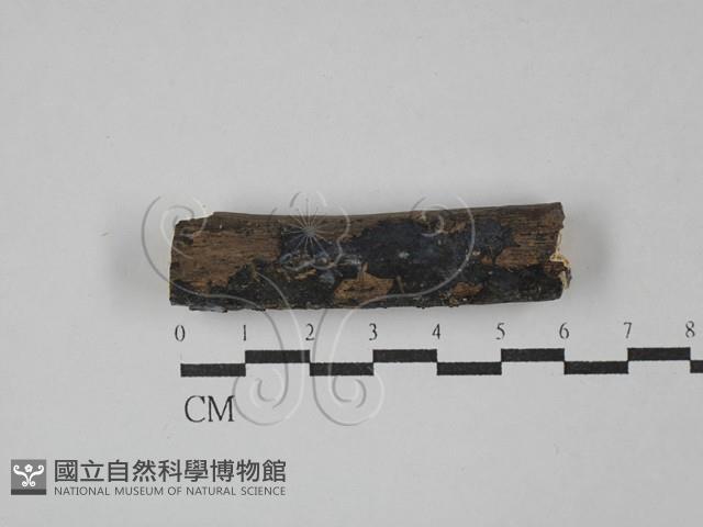 登錄號:F0029079藏品圖，第1張