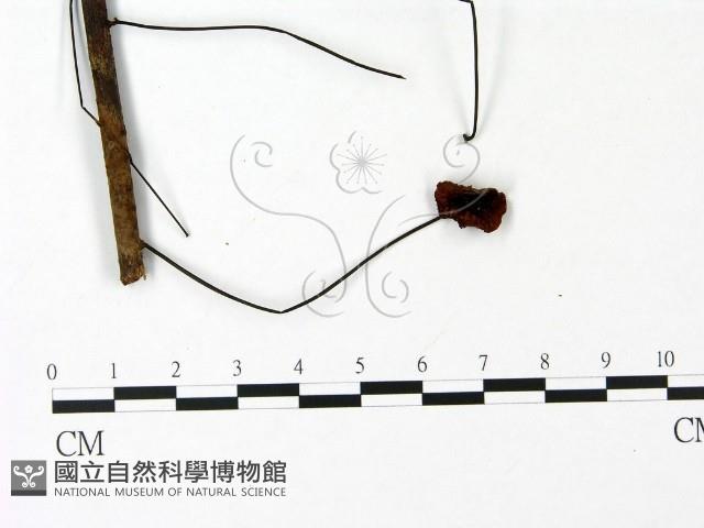 小皮傘屬藏品圖，第1張