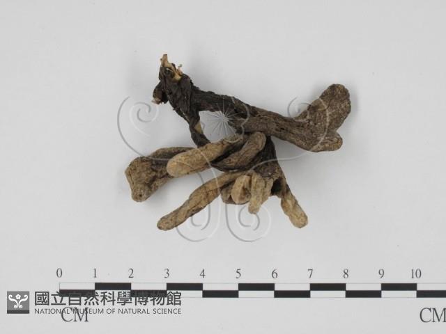 炭角菌屬藏品圖，第1張