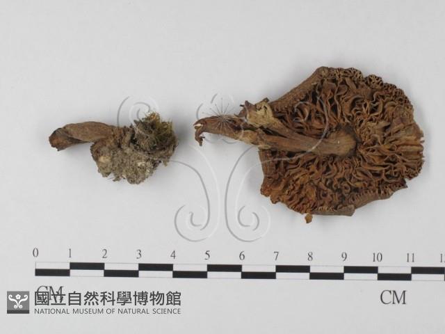 登錄號:F0008379藏品圖，第1張