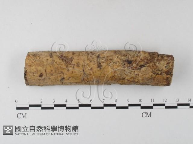 登錄號:F0020379藏品圖，第1張