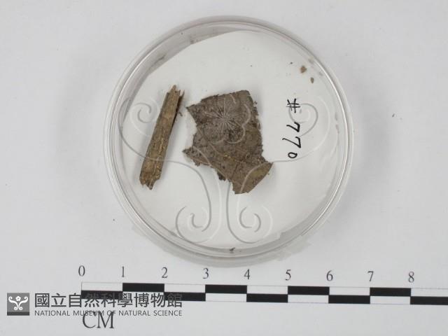 登錄號:F0010379藏品圖，第1張