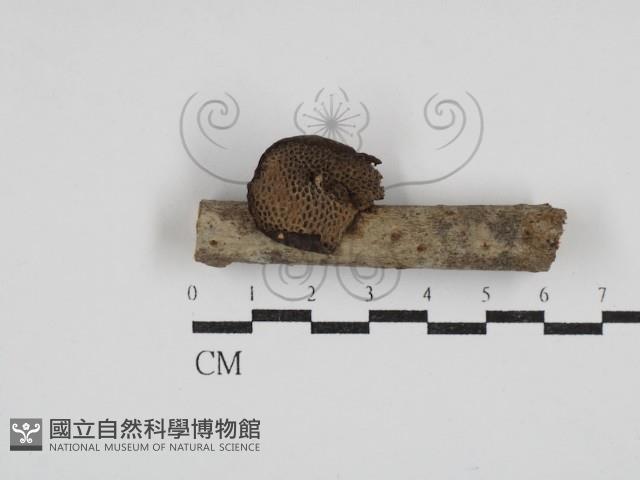 多孔菌屬藏品圖，第1張