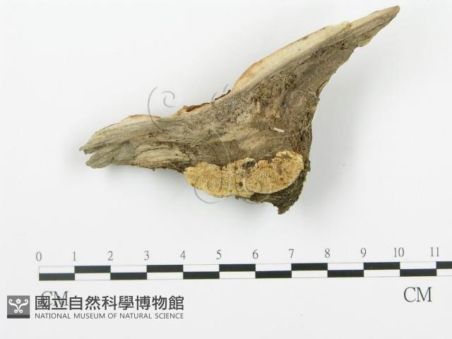 登錄號:F0006379藏品圖，第1張