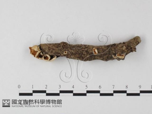 登錄號:F0016379藏品圖，第1張