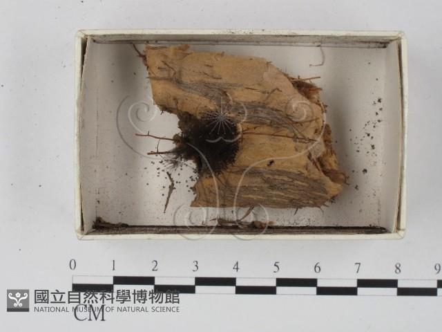 登錄號:F0021379藏品圖，第1張