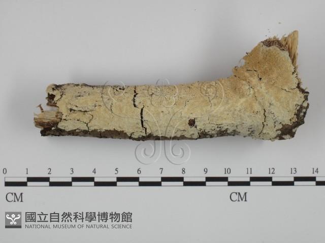 粗糙孢菌屬藏品圖，第1張