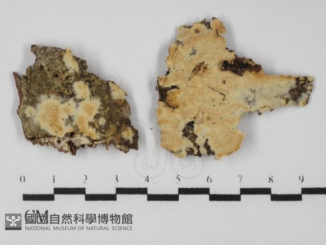 登錄號:F0031379藏品圖，第1張