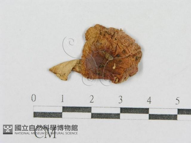 紅菇屬藏品圖，第1張