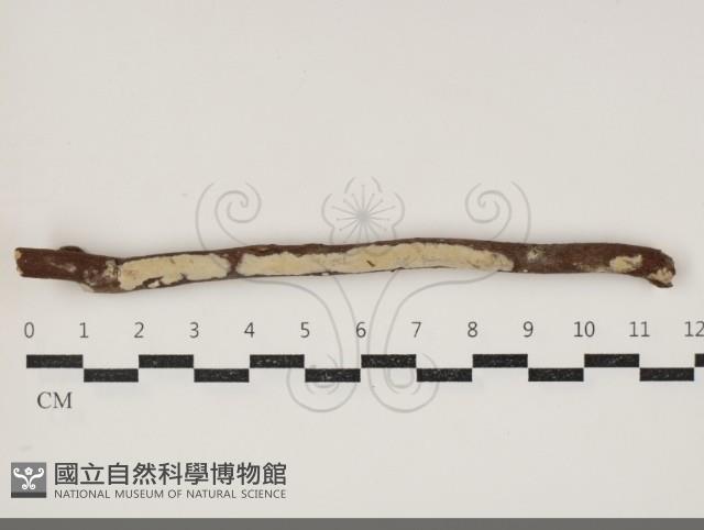 登錄號:F0034379藏品圖，第1張