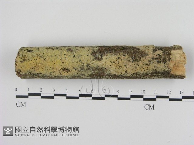 剛毛絲皮菌藏品圖，第1張