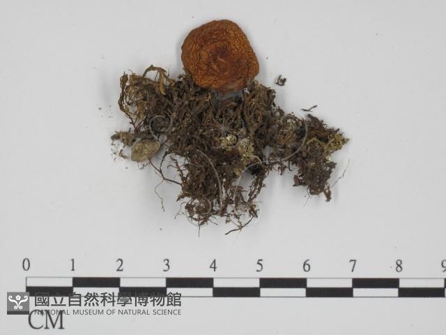 登錄號:F0012379藏品圖，第1張