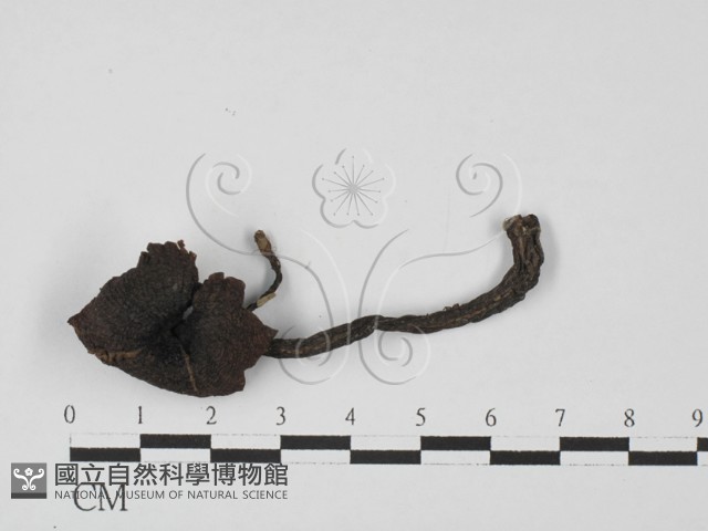 登錄號:F0027379藏品圖，第1張