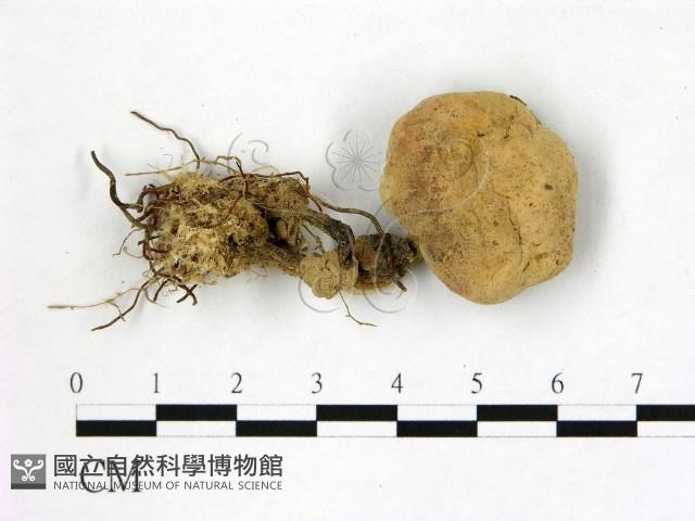 登錄號:F0007379藏品圖，第1張