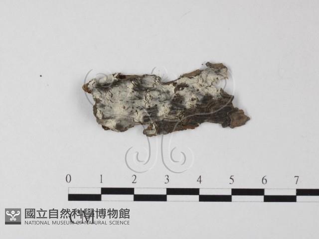 剛毛絲皮菌藏品圖，第1張