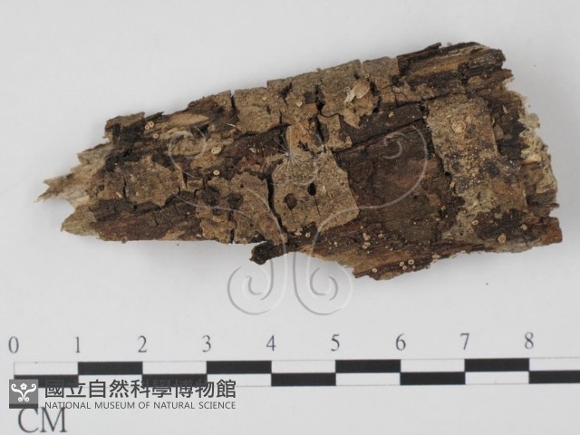 登錄號:F0005379藏品圖，第1張