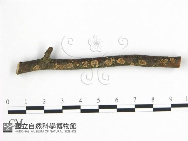 登錄號:F0015379藏品圖，第1張