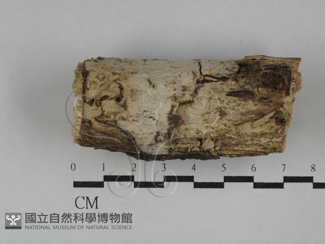 登錄號:F0029379藏品圖，第1張
