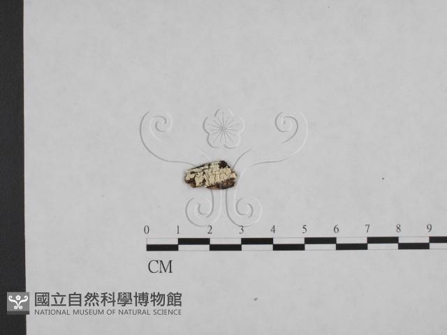 登錄號:F0009379藏品圖，第1張