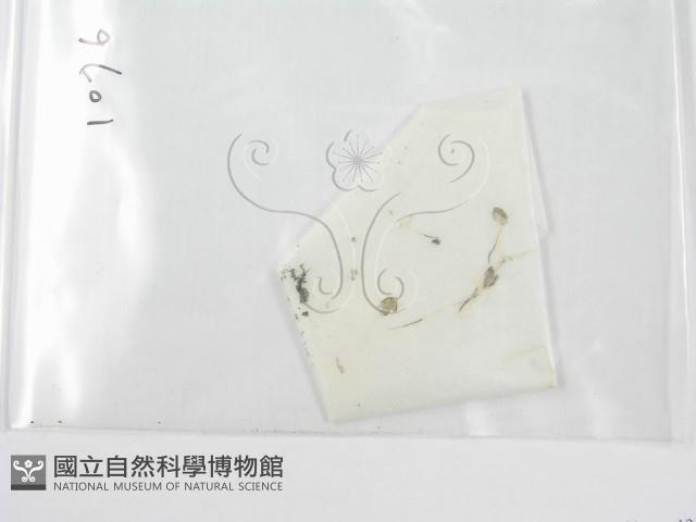 登錄號:F0019379藏品圖，第1張