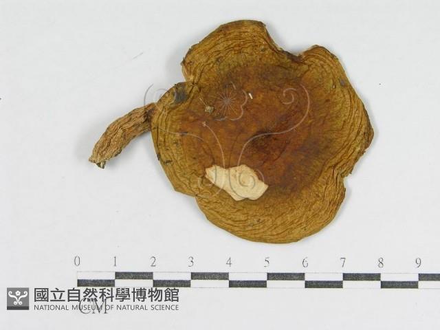 登錄號:F0003379藏品圖，第1張