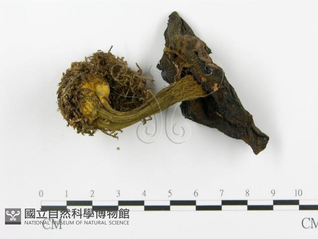 登錄號:F0013379藏品圖，第1張