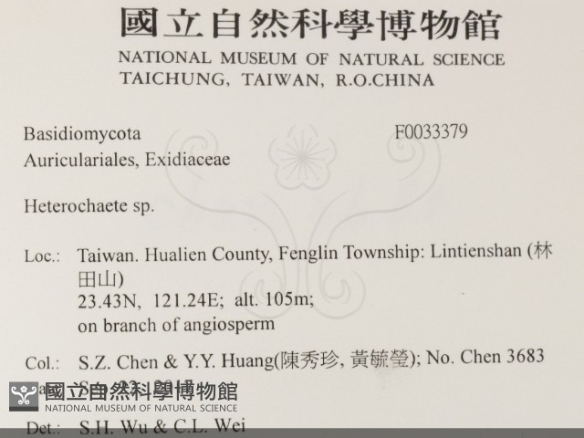 刺皮菌屬藏品圖，第2張