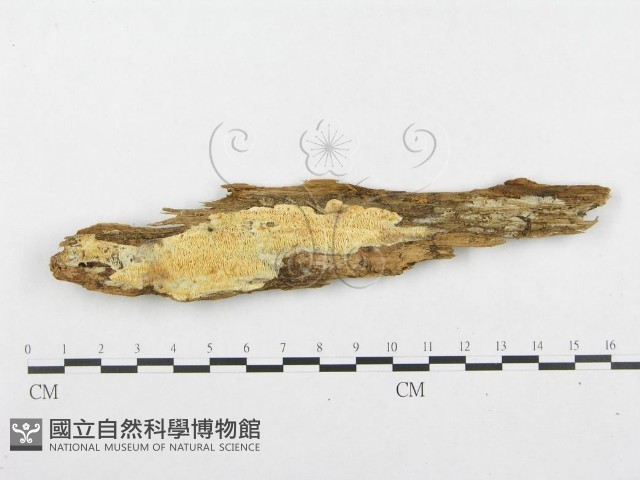 登錄號:F0008263藏品圖，第1張