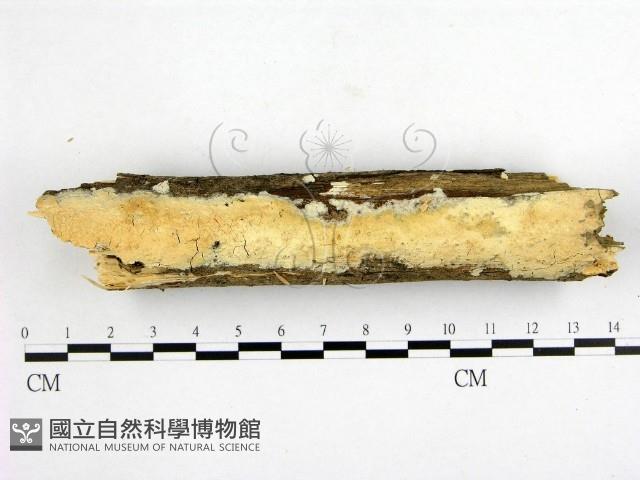 登錄號:F0000263藏品圖，第1張