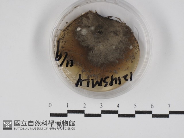 登錄號:F0030263藏品圖，第1張