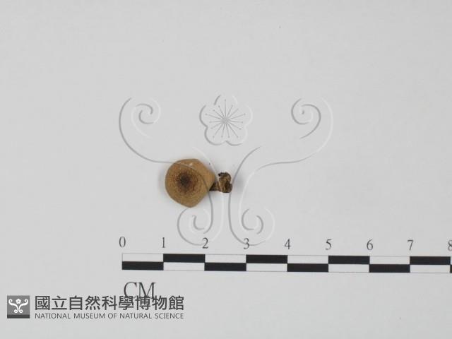 登錄號:F0016263藏品圖，第1張