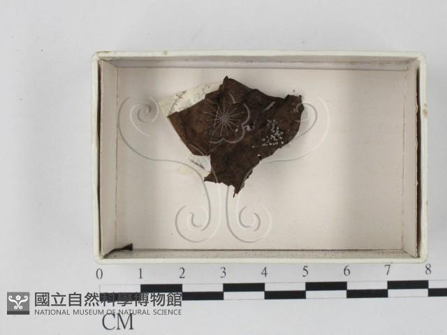 登錄號:F0021263藏品圖，第1張