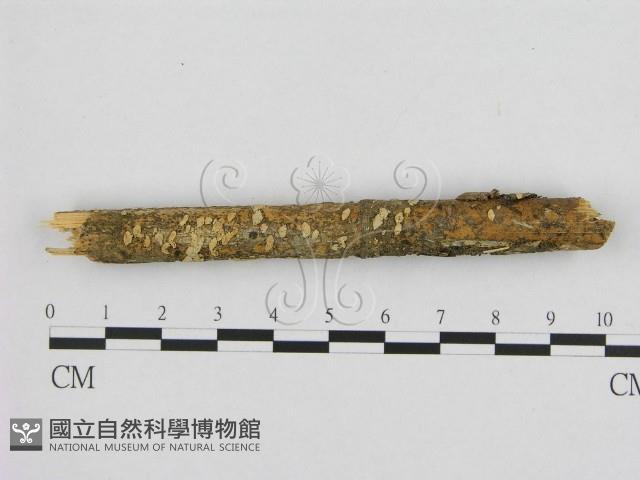 館號:F0001263藏品圖，第1張