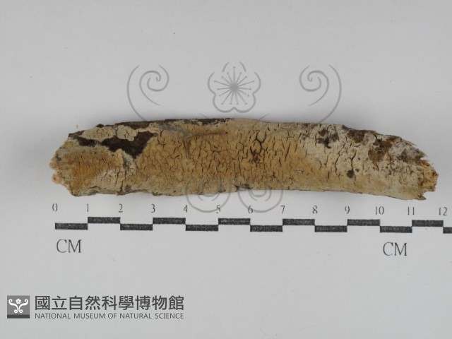 顯絲菌屬藏品圖，第1張