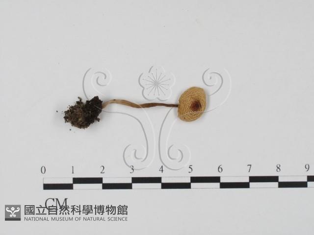 登錄號:F0022263藏品圖，第1張