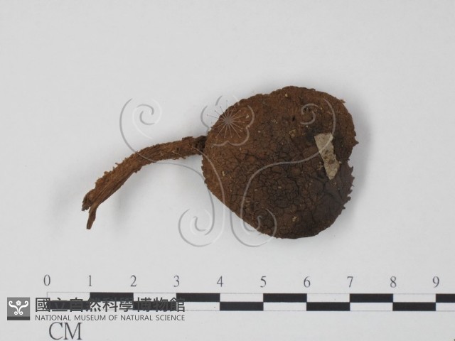 登錄號:F0002263藏品圖，第1張
